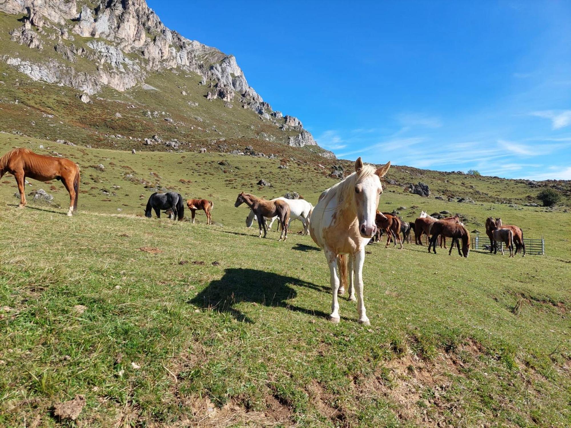 Hosteria Picos De Europa Potes Esterno foto
